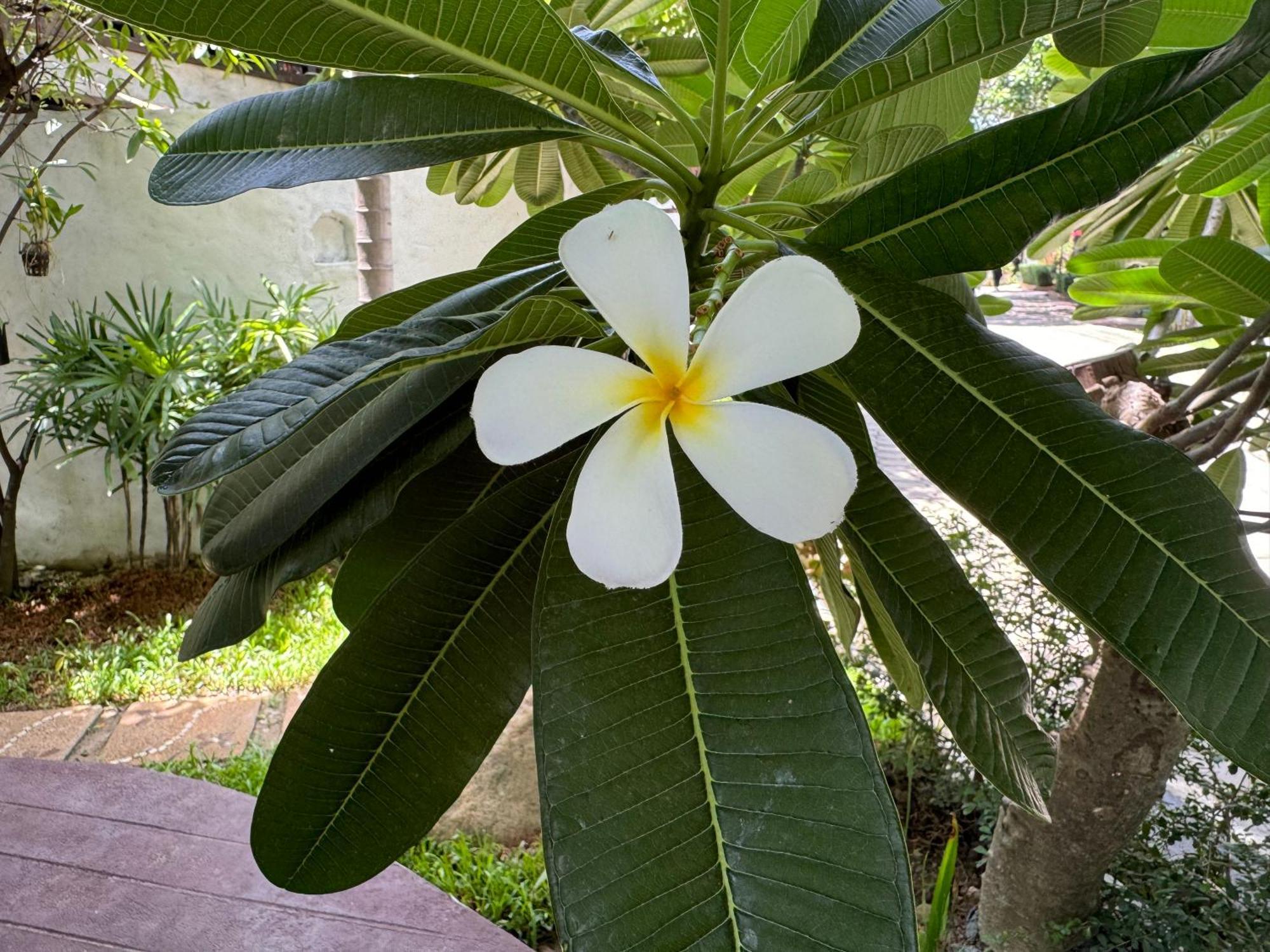 Chiang Mai Las Orquideas Resort Kültér fotó