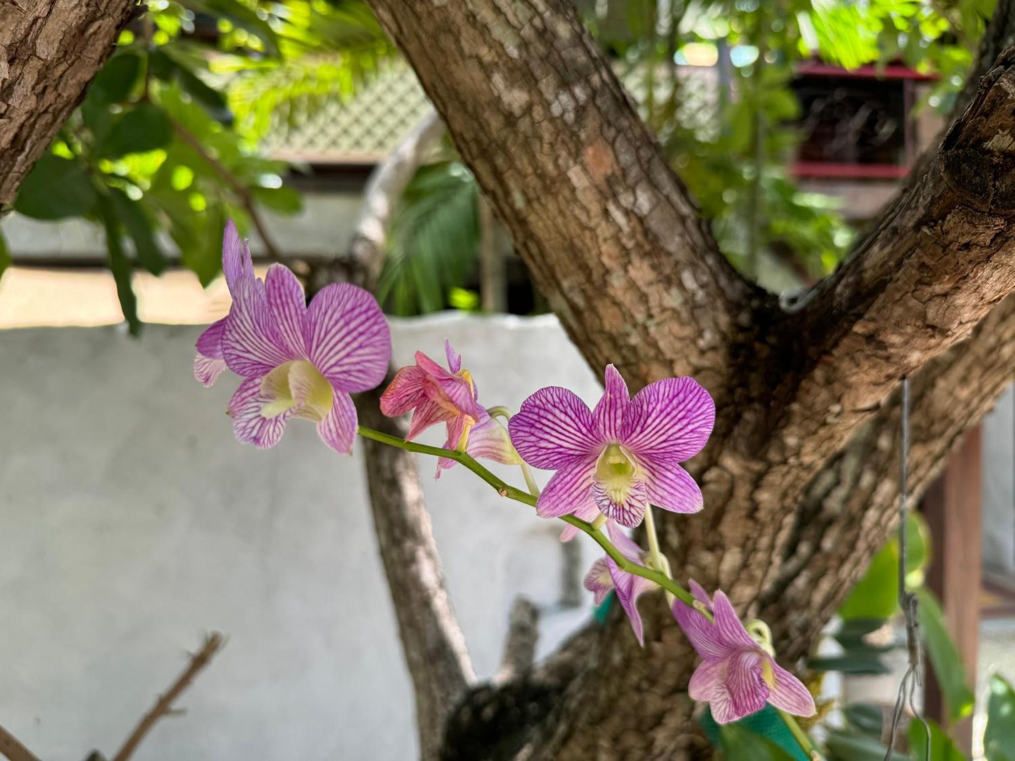 Chiang Mai Las Orquideas Resort Kültér fotó